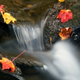 Illustration for article titled Shooting Challenge: Fall Leaves Gallery